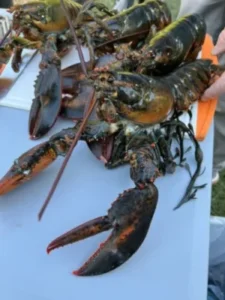Live Maine Lobster photo review