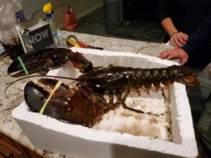 Live Maine Lobster photo review