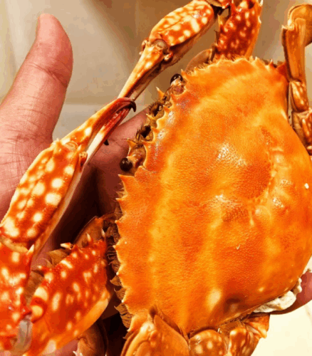 Superior Jumbo Swimming Crab: Bursting with Rich, Creamy Roe and Tomalley photo review